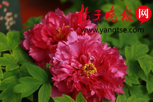 娇艳动人的年宵花热卖,南京这几家花市值得逛逛