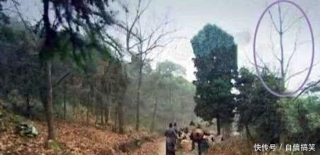 电视剧里的穿帮镜头,宫女竟然比唐嫣还时尚,看