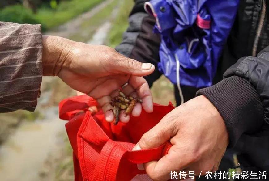 农村人捉土狗，千元一斤，还经常卖断货