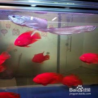 龍魚(yú)飼料魚(yú)怎么養(yǎng)殖視頻（龍魚(yú)飼料魚(yú)怎么養(yǎng)殖視頻大全）