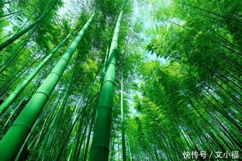 13句关于竹的诗,青翠幽丽,与君共赏