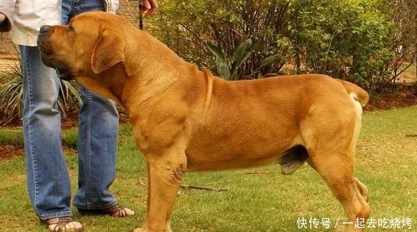 怎么看小狗性格凶狠 t01fb8b298cf6dab819.jpg