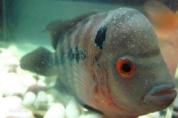 野生血紅龍魚能長多大（1. 野生血紅龍魚能長到多大？） 水族問答 第2張