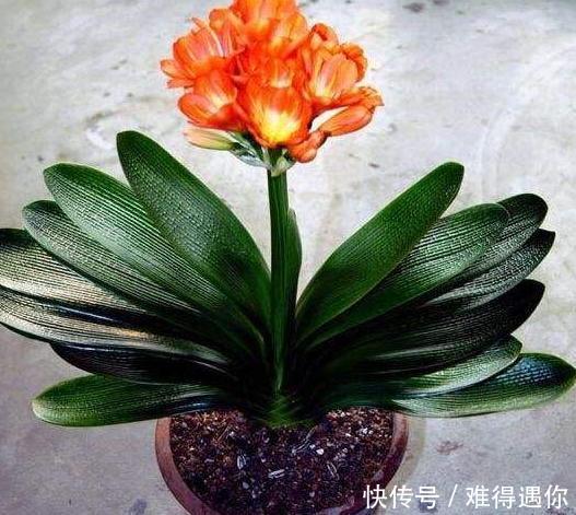 夏天三种花浇水时要注意,要不然很容易烂根黄叶 yg电子牛牛网站
