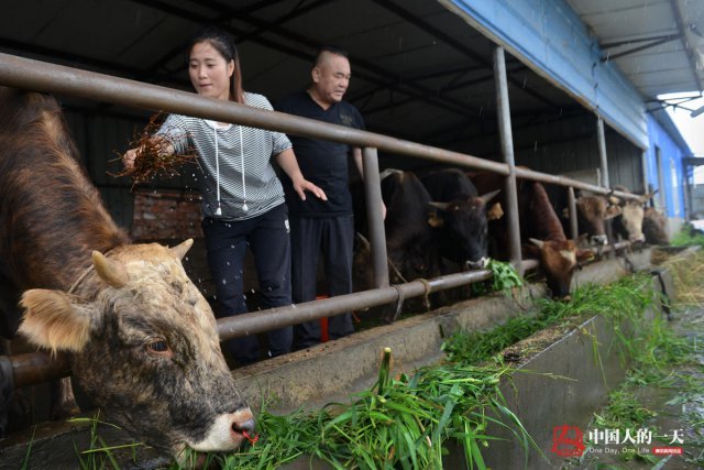 女大学生斗牛 陶铭芳曾是前浙江省柔道队运动员(2)