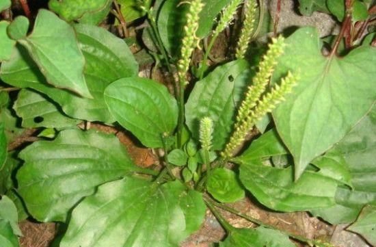 婆婆丁的种类 t01fe0cce1d2e64ae24.jpg