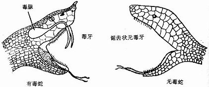 概述 蛇分无毒(普通)蛇和毒蛇两类.