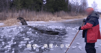 野生驼鹿误入寒冷的冰面中无法脱身,素不相识的好心人