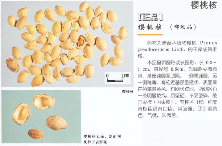 学名:樱桃核 拉丁学名:cerasus pseudocerasus 别称:楔荆桃,车厘子