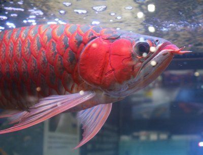 阿克蘇水族館(阿克蘇水族館在哪里) 玫瑰銀版魚