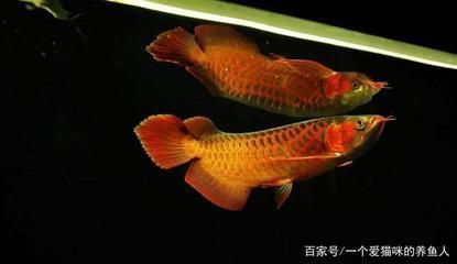 天水魚缸清理方法圖解（天水魚缸清理方法圖解視頻）