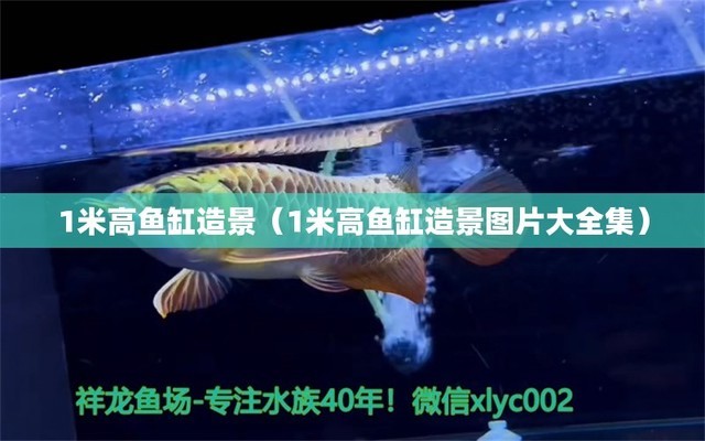 恐龍魚不吃飼料是什么原因造成的視頻（恐龍魚不吃飼料是什么原因造成的視頻講解） 祥龍水族醫(yī)院