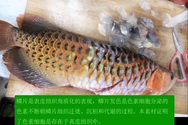 龙鱼用青霉素治疗用量多少克为宜：龙鱼使用青霉素治疗用量需要根据多个因素来确定 龙鱼百科 第2张