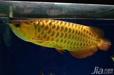 西安賣魚缸批發(fā)市場在哪里進(jìn)貨便宜（西安賣魚缸批發(fā)市場在哪里進(jìn)貨便宜點(diǎn)）