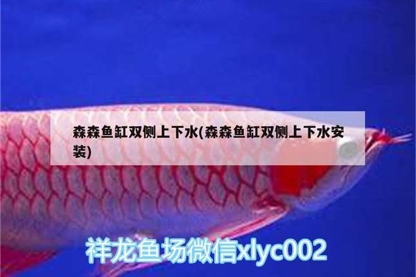 鸚鵡魚(yú)吃魚(yú)苗嗎（鸚鵡魚(yú)吃魚(yú)苗嗎怎么喂）