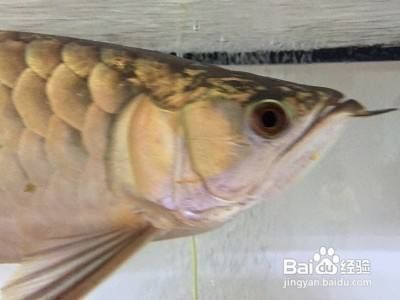 宁阳县爬行天下水族馆（宁阳爬山）