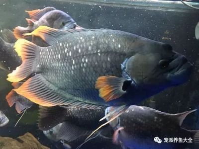 小型魚缸底砂用什么顏色好看（魚缸底砂哪種好看） 觀賞魚