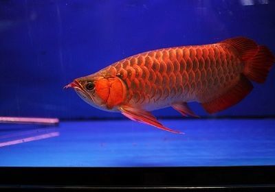 松寶天潤(rùn)魚(yú)缸 水族問(wèn)答