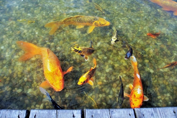 金魚生態(tài)魚缸設(shè)計(jì)效果圖大全圖片（養(yǎng)金魚的魚缸圖片）