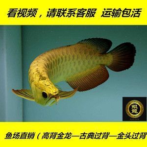 哪種紅龍魚最好看又好養(yǎng)（哪種紅龍魚最好看又好養(yǎng)活）