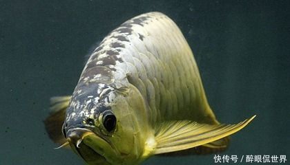 葉縣九龍叮當(dāng)水族用品店