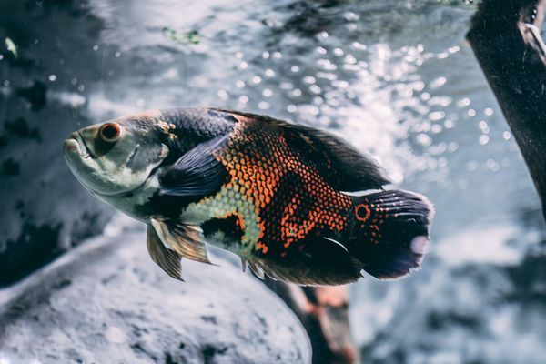 老石槽魚缸圖（老石槽魚缸圖片大全）