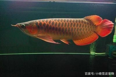 魚(yú)缸里的氣泵需要一直開(kāi)著嗎?（魚(yú)缸里的氣泵需要一直開(kāi)著嗎視頻）