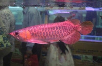 大同市平城區(qū)御龍水族館：大同御龍浴電話多少 全國水族館企業(yè)名錄