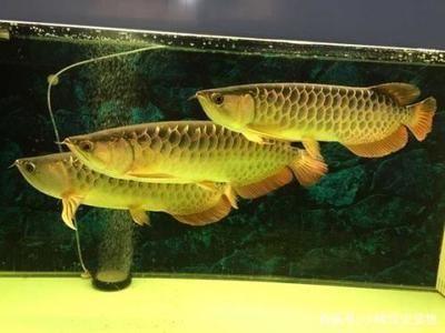 頂級紅龍魚品牌有哪些品種圖片（頂級紅龍魚品牌有哪些品種圖片大全）