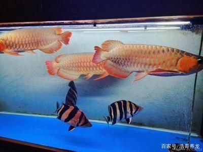 益陽魚缸生產(chǎn)廠家有哪些廠子（益陽魚缸生產(chǎn)廠家有哪些廠子呢） 羅漢魚