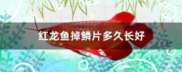 紅龍魚養(yǎng)殖視頻教程大全圖片高清（紅龍魚養(yǎng)殖視頻教程大全圖片高清下載）