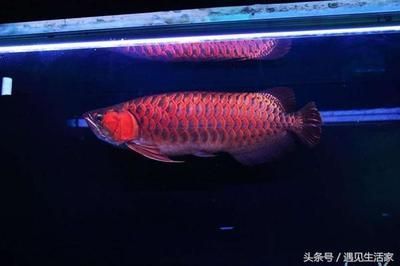 佳木斯水族館大湖魚(yú)就是像風(fēng)一樣自由七鰭太飄逸了印尼實(shí)物拍攝境外發(fā)貨