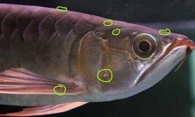 高背金龍魚用什么顏色的燈最好（關(guān)于高背金龍魚燈光的10個(gè)問題）