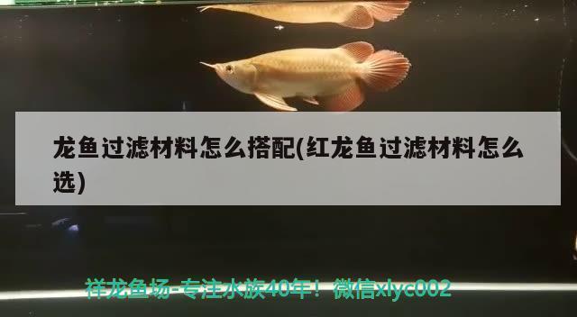 紅龍魚喂什么上色好看一點(diǎn)視頻講解（紅龍魚喂什么上色好看一點(diǎn)視頻講解一下）