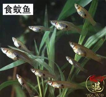 小戶型客廳魚缸效果圖（小戶型客廳魚缸效果圖大全） 觀賞魚市場（混養(yǎng)魚）