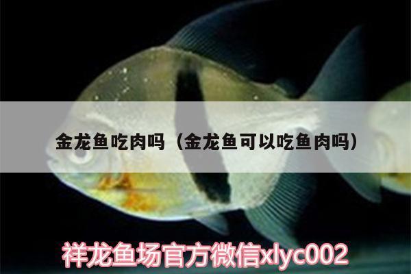 龍魚所有品種大全圖片及價格（龍魚所有品種大全圖片及價格表）