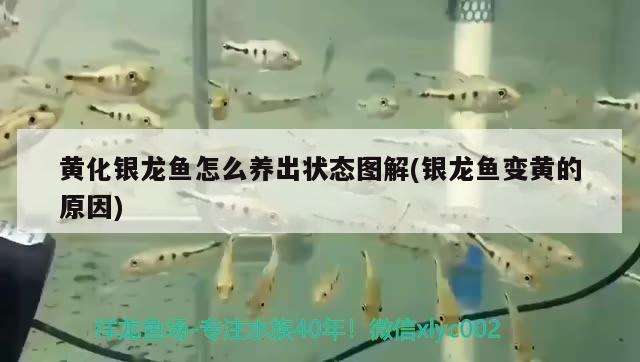 銀龍魚(yú)變異品種的其他類(lèi)型（銀龍魚(yú)的變異品種有哪些特殊的行為表現(xiàn)？） 水族問(wèn)答 第2張