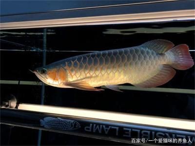 德陽新龍魚火鍋電話號碼多少(德陽大味美蛙魚頭火鍋) 白子黑帝王魟魚