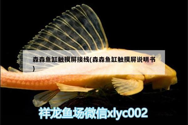 綿陽市涪城區(qū)祥龍水族（綿陽市涪城區(qū)祥龍水族館電話）