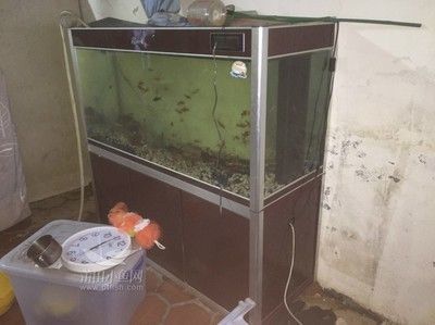 無錫觀賞魚市場各位新年好龍魚撞缸拒食了怎么辦呀請各位指教