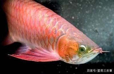 刀魚圖片：刀魚圖片大全大圖