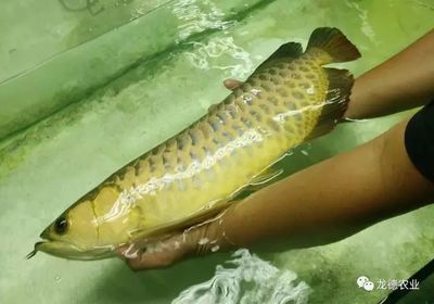 品牌龍魚缸配的led燈好嗎安全嗎（品牌龍魚缸配的led燈好嗎安全嗎視頻） 其他品牌魚缸