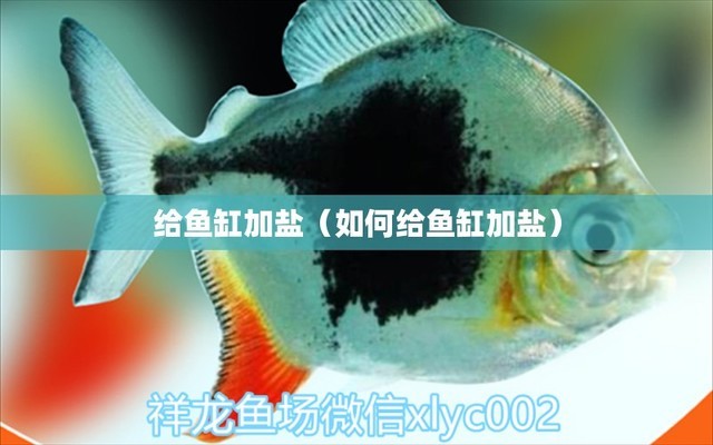 丹東市二手魚(yú)缸交易市場(chǎng)在哪（丹東市二手魚(yú)缸交易市場(chǎng)在哪里）