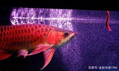 龍魚發(fā)色燈要什么放置：如何選擇適合龍魚的燈光