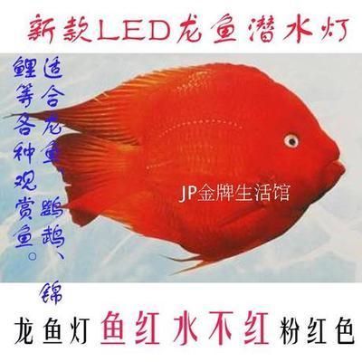 龍魚和什么魚搭配顯得高檔一些好看（龍魚和什么魚搭配顯得高檔一些好看呢）