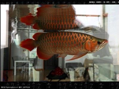 紅龍魚市場價(jià)多少錢一斤啊圖片視頻下載（紅龍魚市場價(jià)多少錢一斤啊圖片視頻下載）