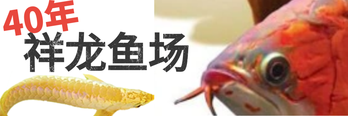 網(wǎng)購(gòu)金龍魚(yú)玉米油是紅色的正常嗎（金龍魚(yú)玉米油的顏色怎么有兩種） 網(wǎng)上購(gòu)買(mǎi)觀賞魚(yú)