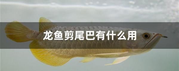 新鄉(xiāng)市觀賞魚批發(fā)市場在什么地方賣魚（新鄉(xiāng)市觀賞魚批發(fā)市場在什么地方賣魚苗）