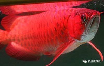 小魚缸過濾器怎么安裝視頻教程 水族問答 第2張