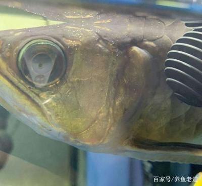 臨夏賣魚缸的地方 其他品牌魚缸